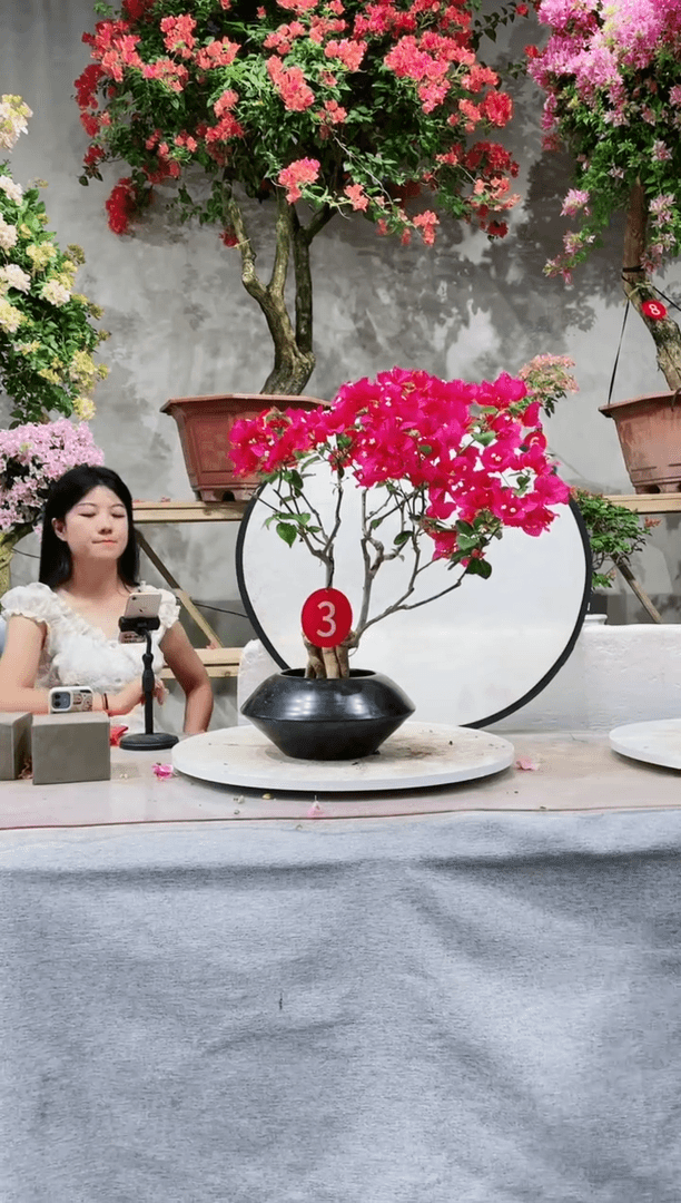 【闪购商品】盆景三角梅