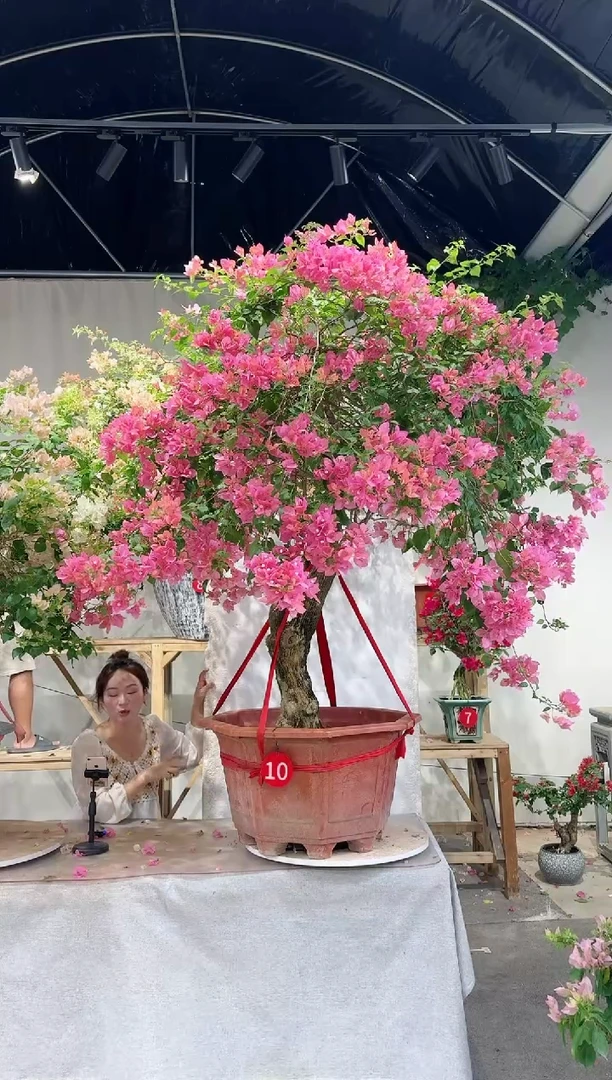 【闪购商品】盆景三角梅