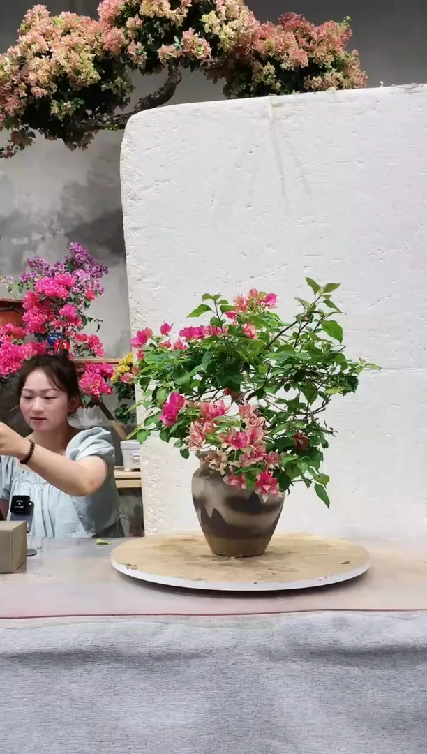 【闪购商品】盆景红九月三角梅