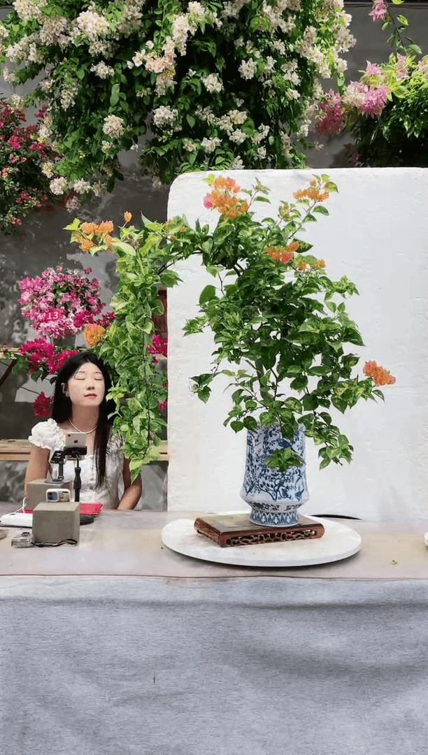 【闪购商品】盆景撒金橙三角梅