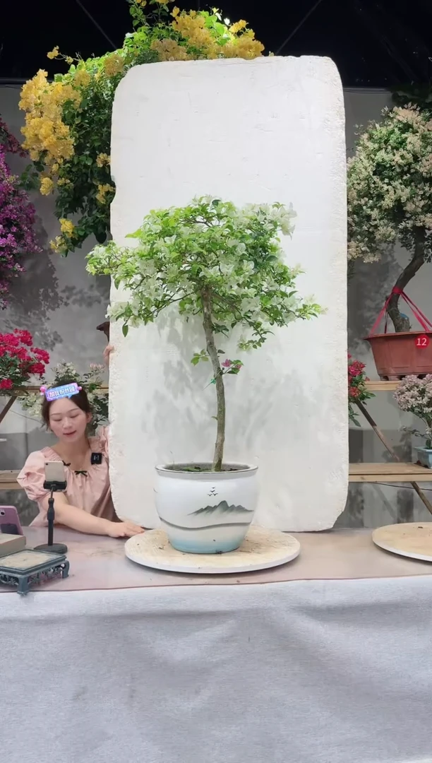 【闪购商品】盆景白雪公主三角梅