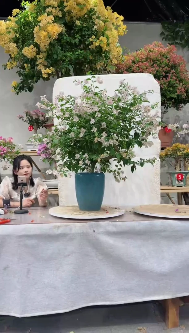 【闪购商品】盆景苹果花三角梅