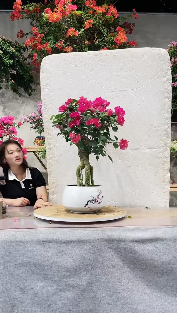 【闪购商品】盆景枣红三角梅