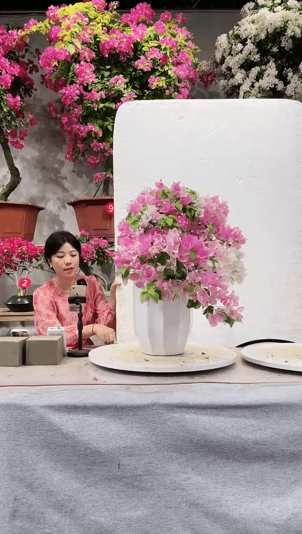 【闪购商品】盆景广红樱三角梅