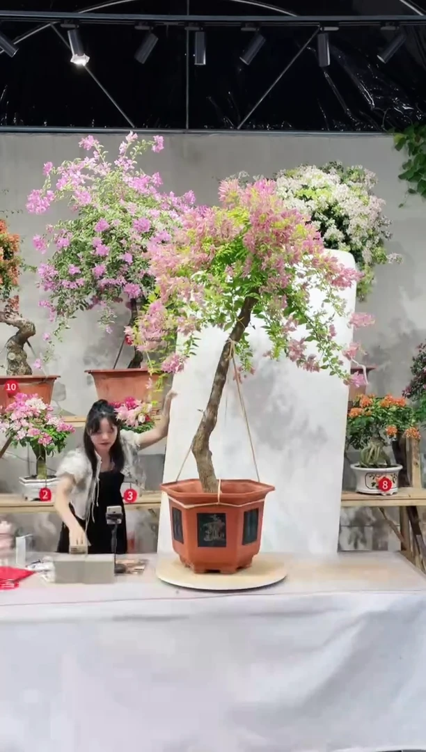 【闪购商品】盆景粉红豹三角梅