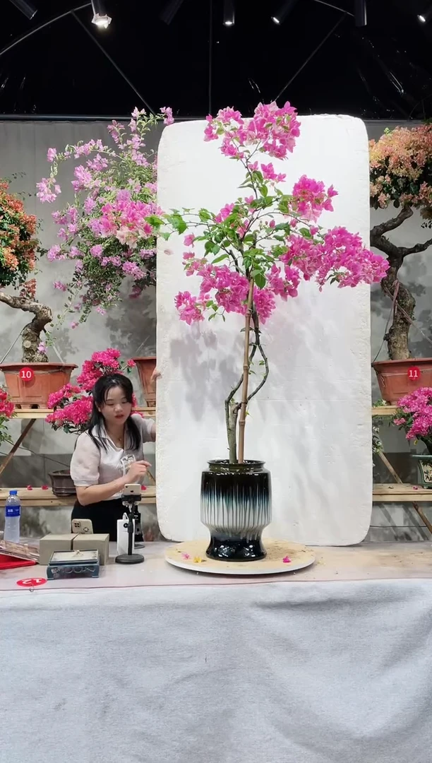 【闪购商品】盆景漳红樱三角梅