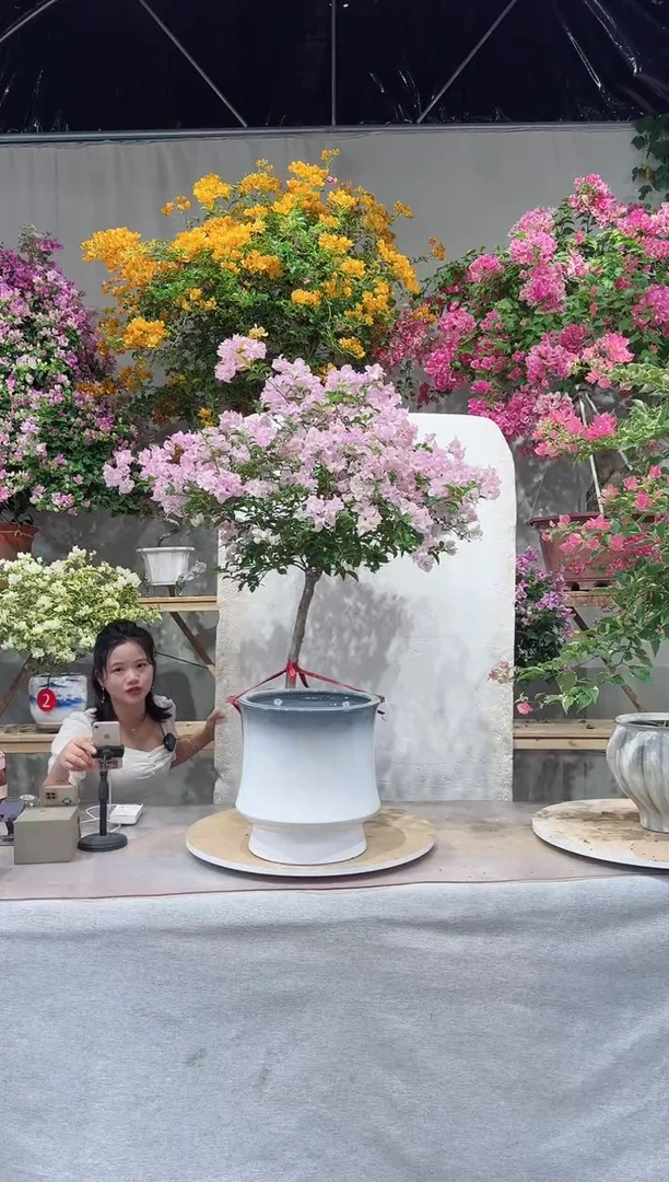 【闪购商品】盆景丽娜三角梅