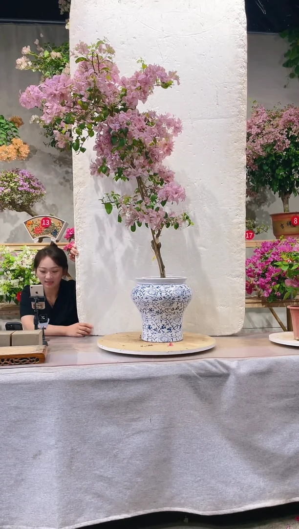 【闪购商品】盆景塞弗里三角梅