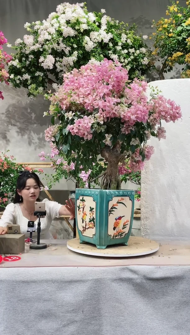 【闪购商品】盆景三角梅