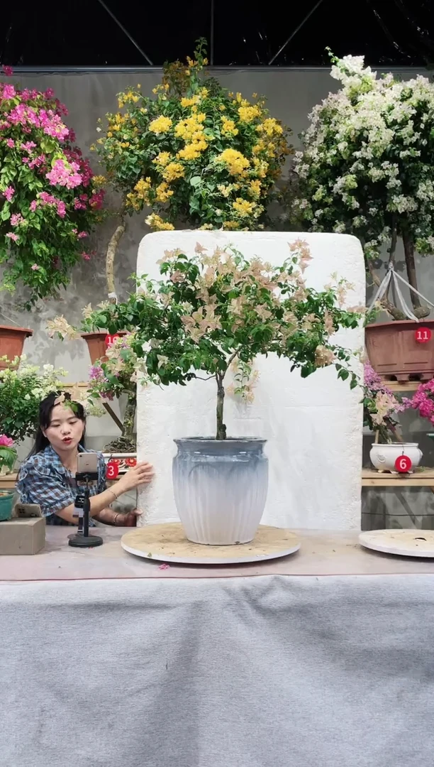 【闪购商品】盆景卡亚塔三角梅