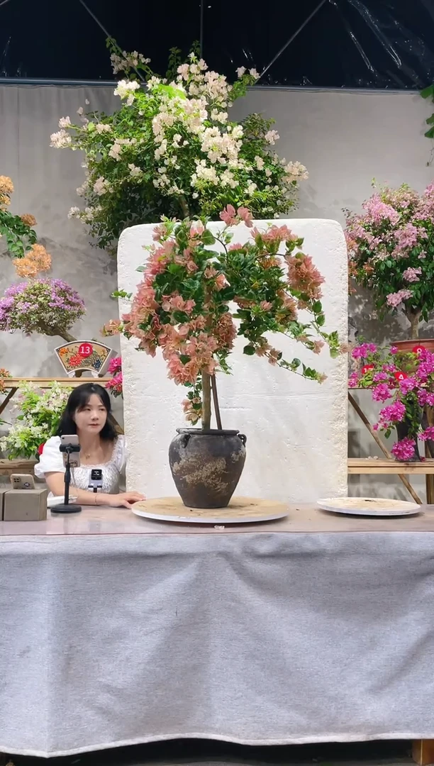 【闪购商品】盆景斑叶米罗三角梅