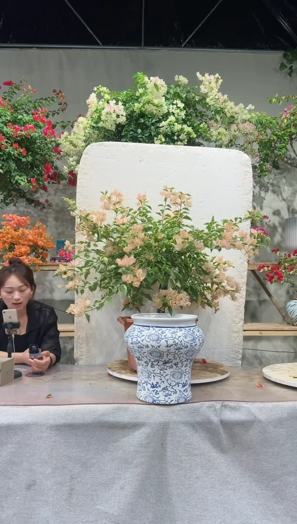 【闪购商品】盆景金边马斯三角梅