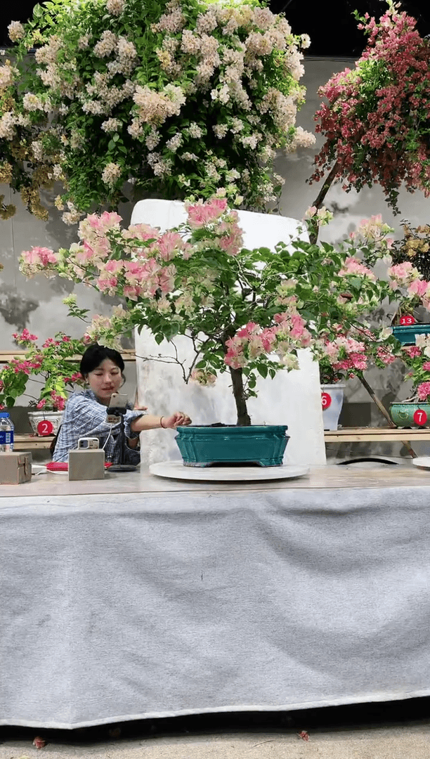 【闪购商品】盆景绿樱三角梅