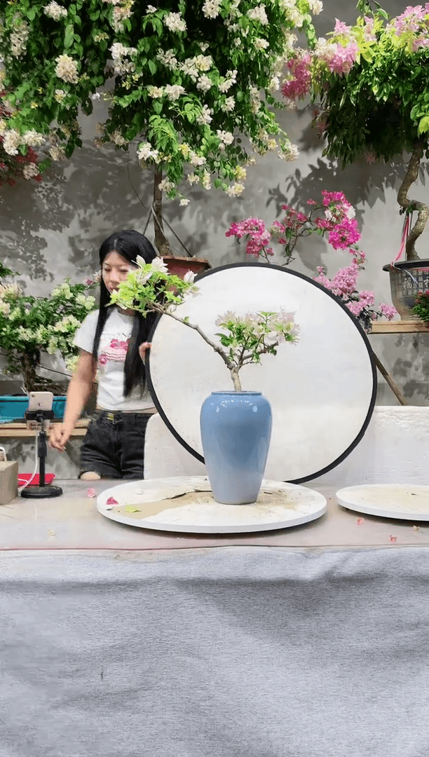 【闪购商品】盆景金夫人三角梅
