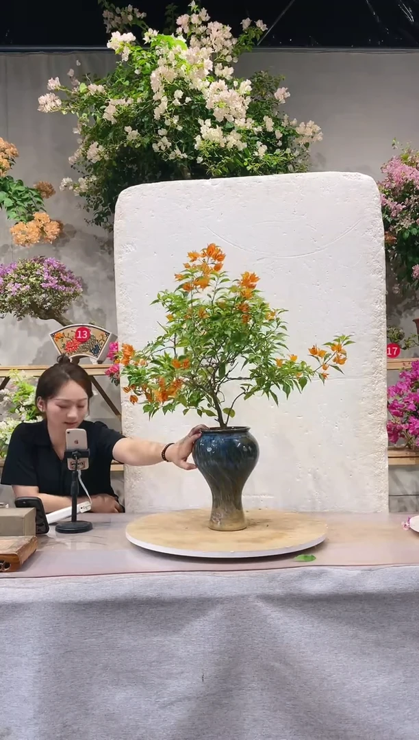 【闪购商品】盆景橙桑巴三角梅