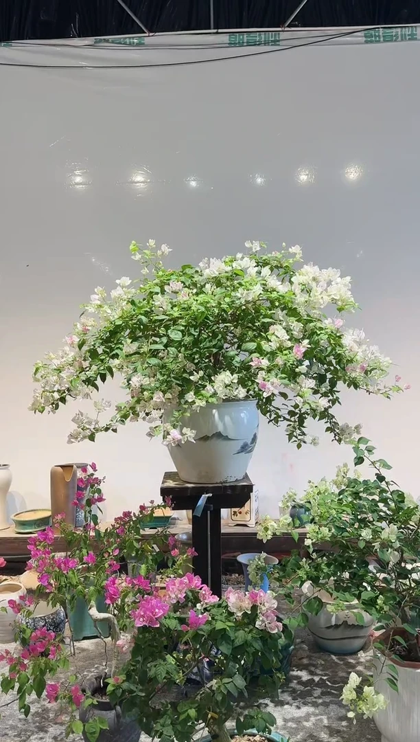 【闪购商品】盆景三角梅