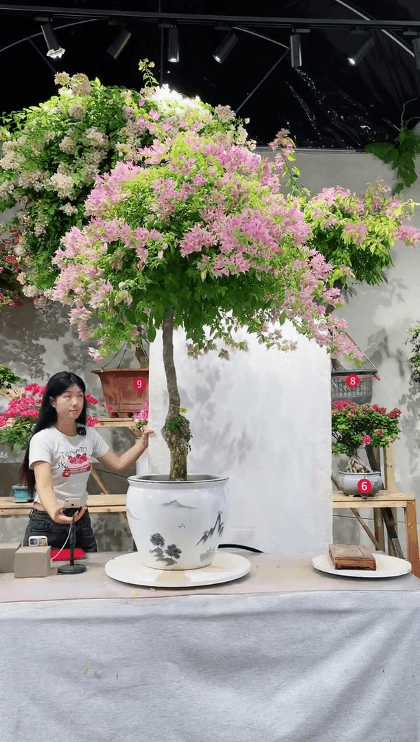 【闪购商品】盆景粉红豹三角梅