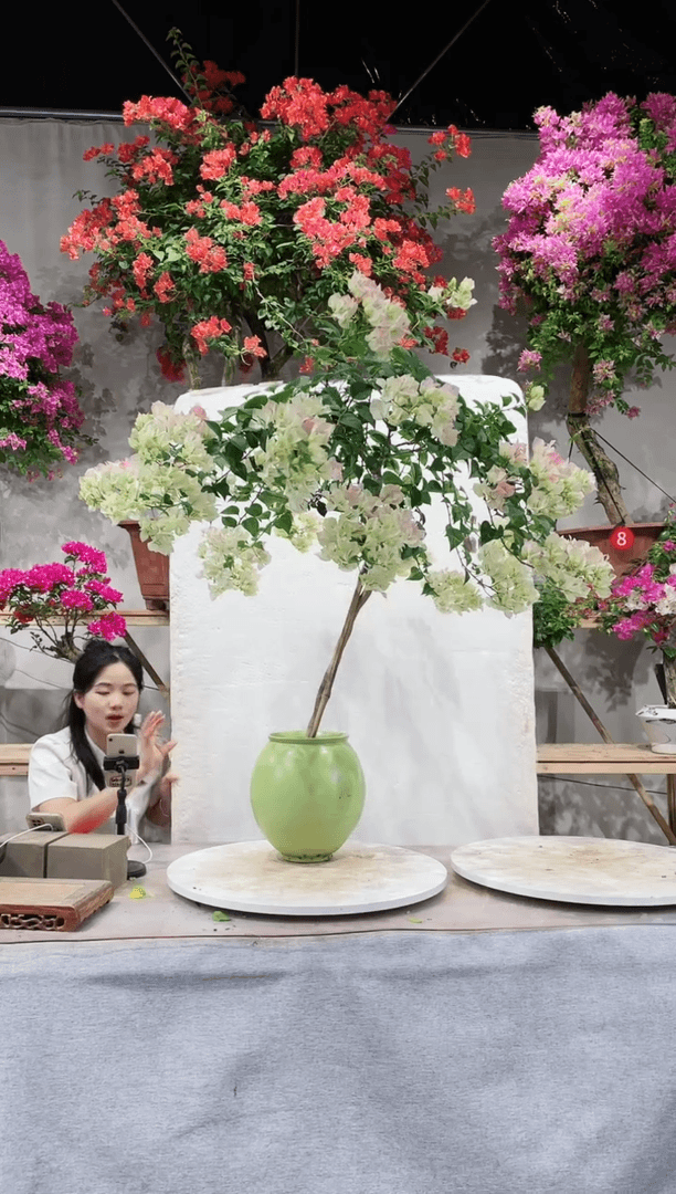 【闪购商品】盆景三角梅