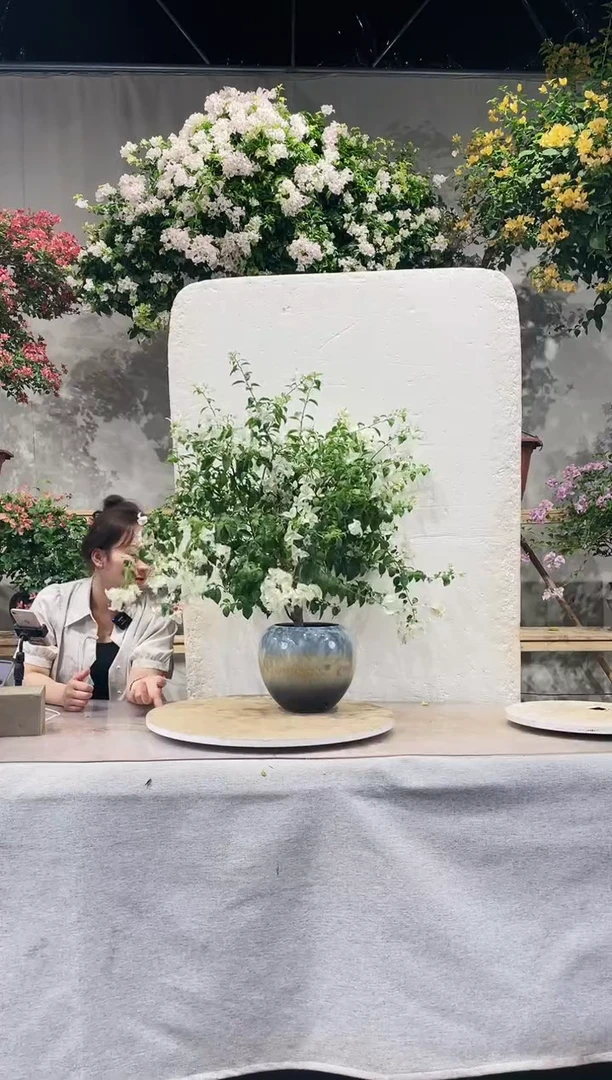 【闪购商品】盆景白雪公主三角梅