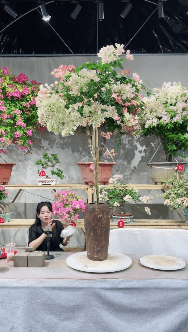 【闪购商品】盆景绿叶五宝三角梅