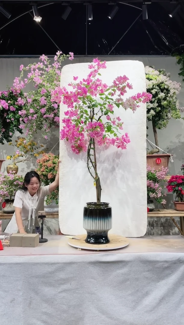 【闪购商品】盆景三角梅