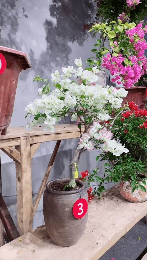 【闪购商品】盆景三角梅