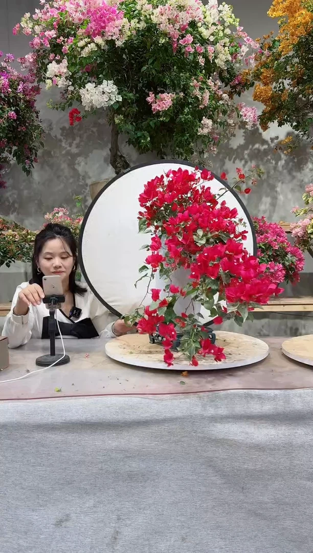 【闪购商品】盆景雪斑红三角梅