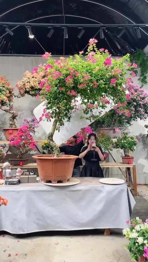 【闪购商品】盆景暗斑浅粉三角梅