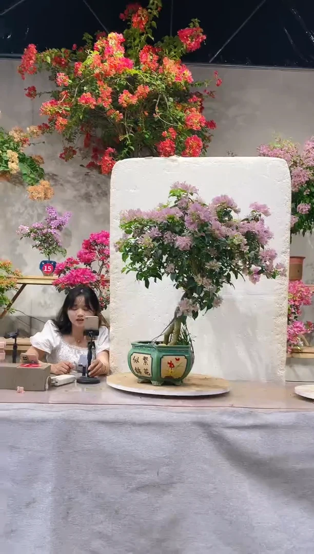 【闪购商品】盆景巴西紫三角梅