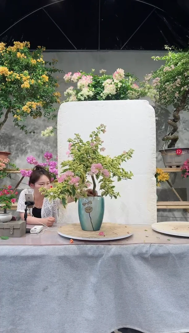 【闪购商品】盆景中国丽人三角梅