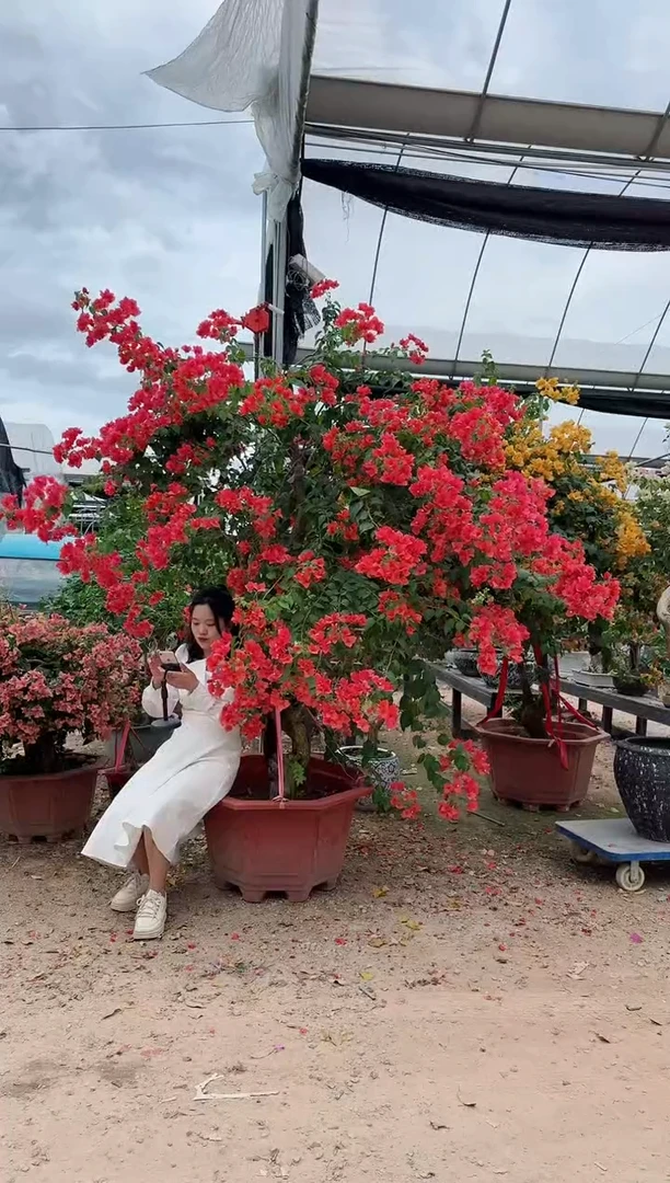 【闪购商品】盆景暗斑夕阳红三角梅