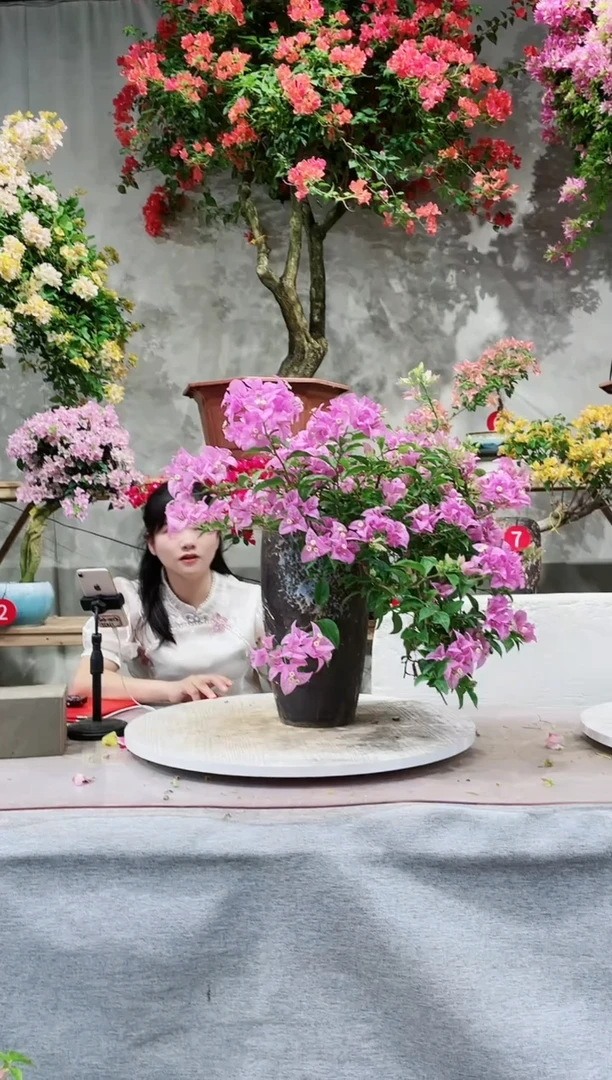 【闪购商品】盆景三角梅