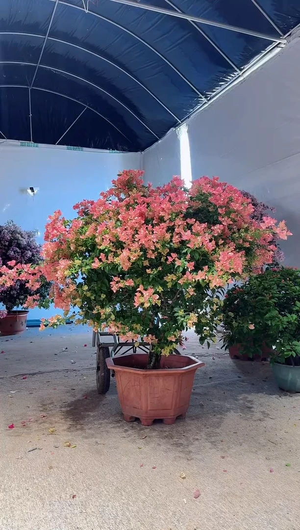 【闪购商品】盆景三角梅