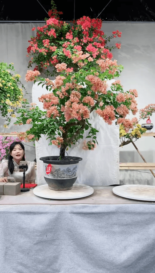 【闪购商品】盆景三角梅