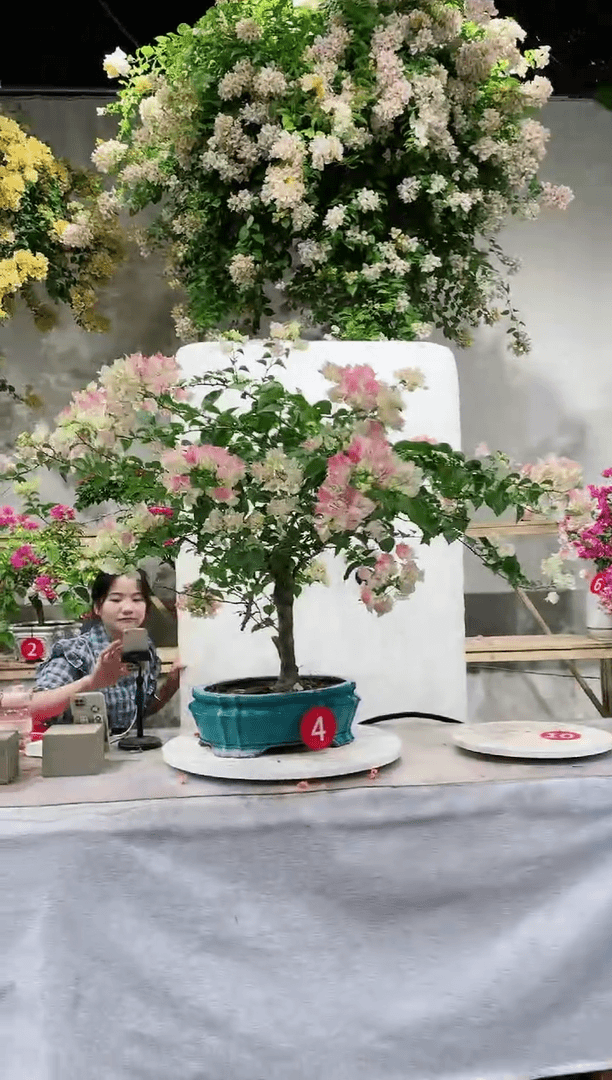 【闪购商品】盆景绿樱三角梅