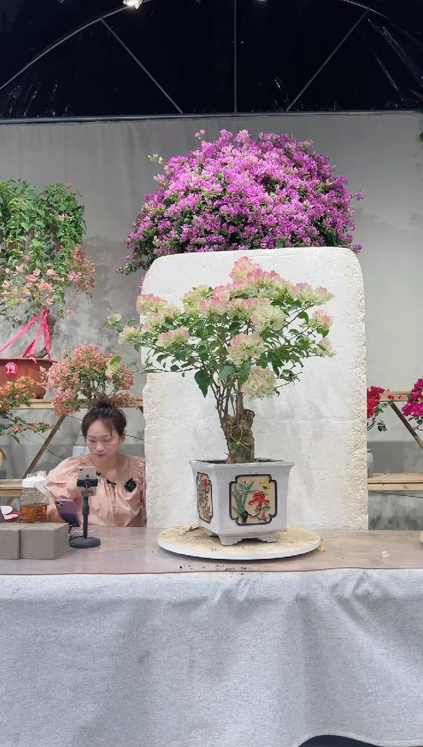 【闪购商品】盆景绿叶樱花三角梅