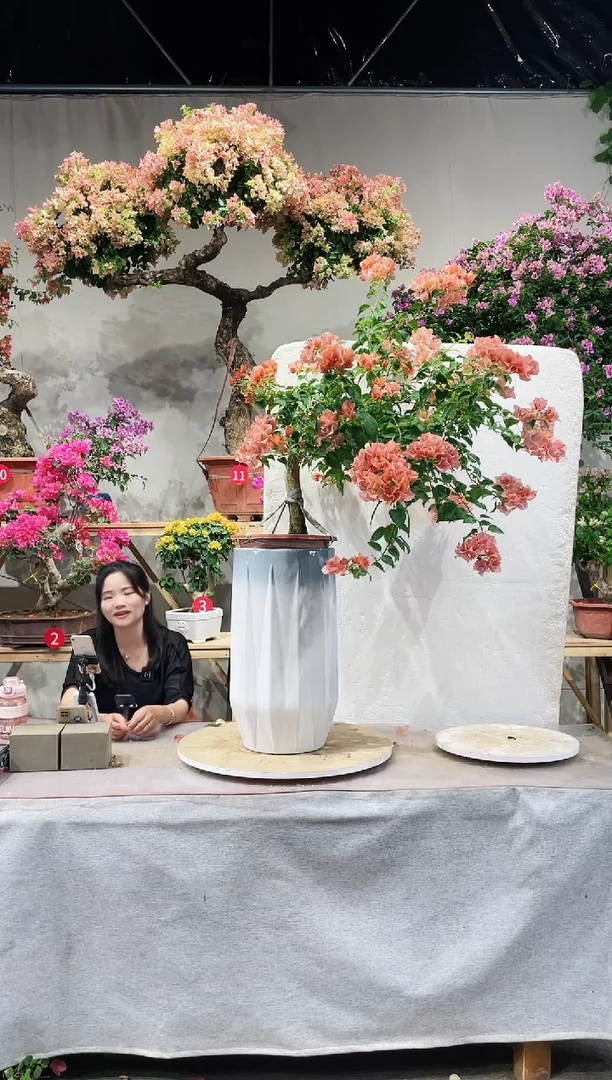 【闪购商品】盆景三角梅