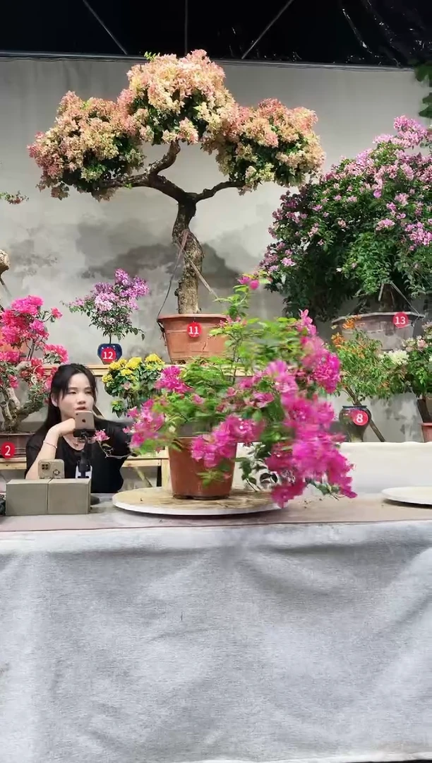 【闪购商品】盆景漳红樱三角梅