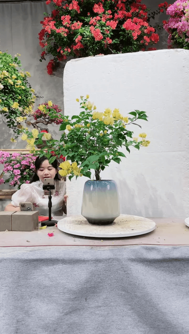 【闪购商品】盆景三角梅