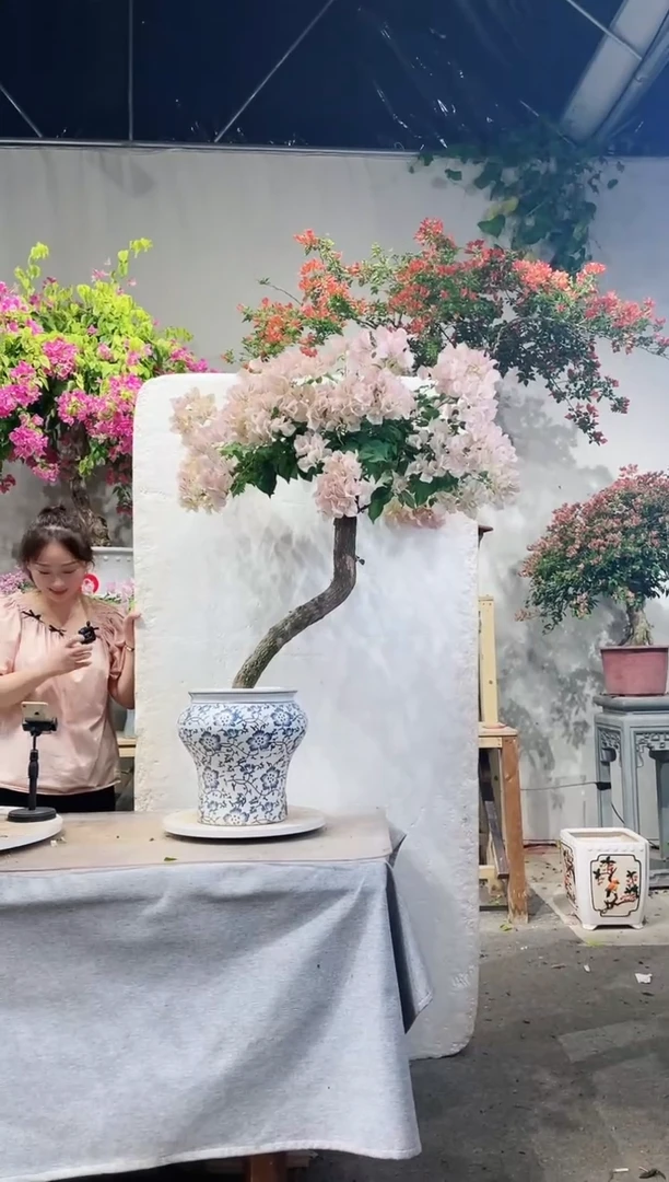 【闪购商品】盆景三角梅