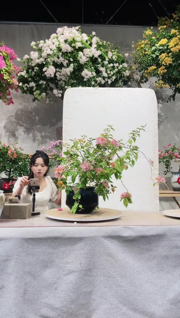 【闪购商品】盆景三角梅