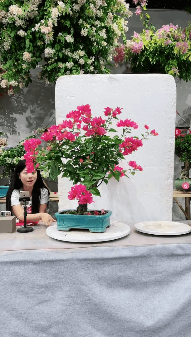 【闪购商品】盆景同安红三角梅