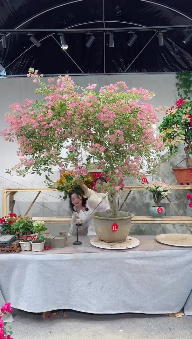 【闪购商品】盆景小斑叶丽人三角梅