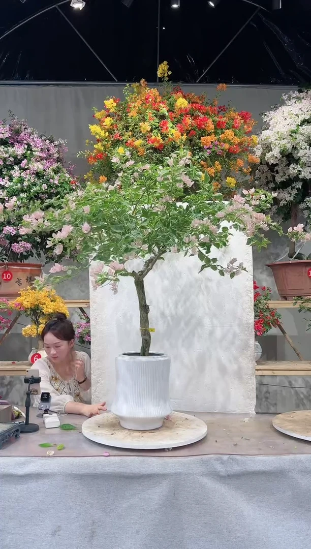 【闪购商品】盆景小斑叶丽人三角梅