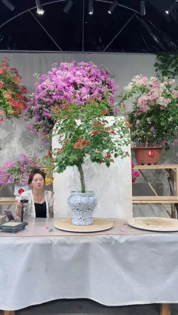 【闪购商品】盆景三角梅