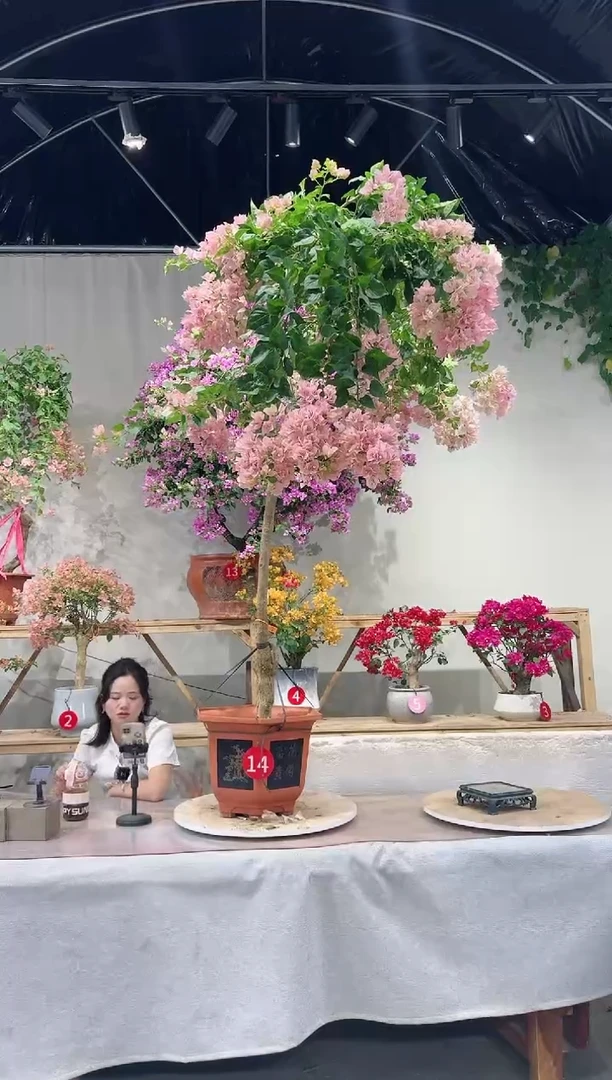 【闪购商品】盆景暗斑丽人三角梅