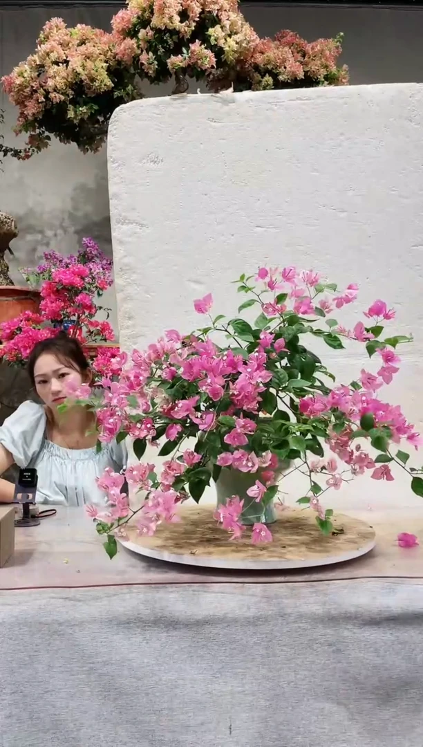 【闪购商品】盆景广红樱三角梅