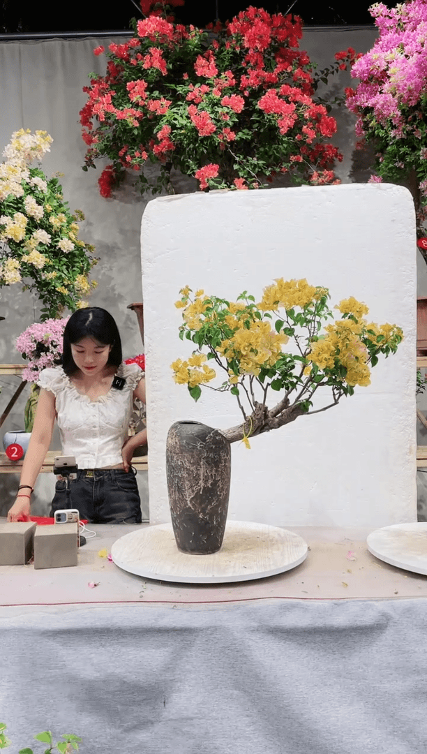 【闪购商品】盆景三角梅