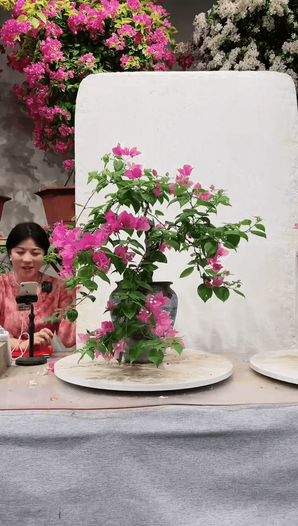 【闪购商品】盆景漳红樱三角梅