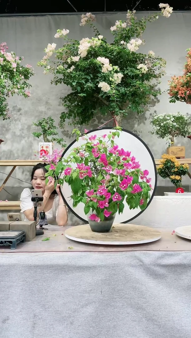 【闪购商品】盆景漳红樱三角梅
